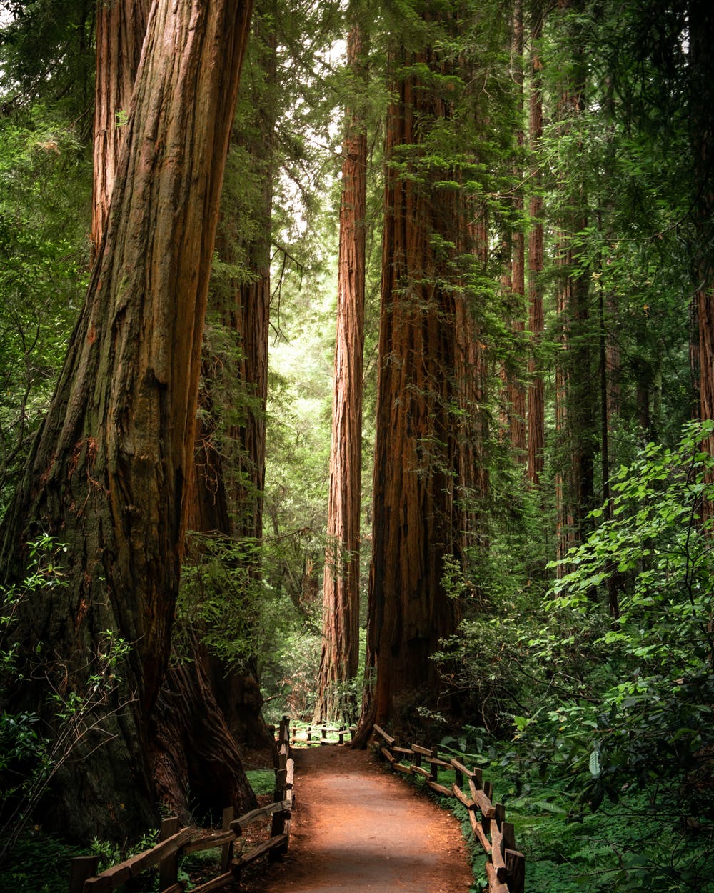 picture of the Redwoods in the forest